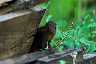 Close-up of squirrel