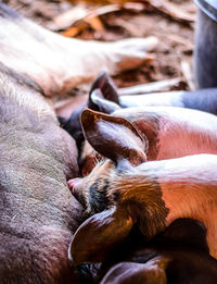 High angle view of pigs on field