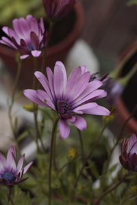 Close-up of purple flowers