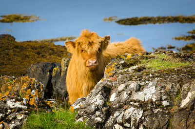 View of animal on rock