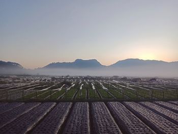 Scenic view of agricultural field against sky during sunset