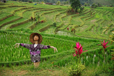 Rice fields in indonesia with scarecrow in front