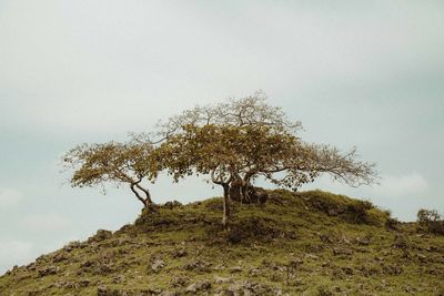 Low angle view of trees on field against sky