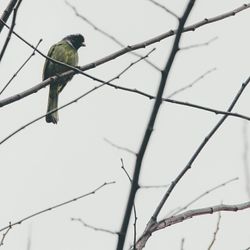 Low angle view of birds perching on tree