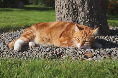 Cat resting on grass