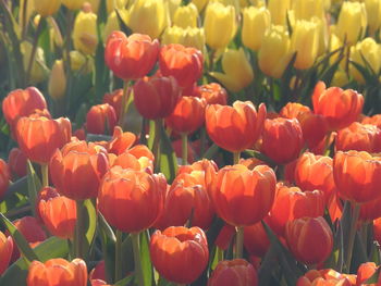 Full frame shot of tulips