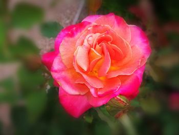 Close-up of pink flower blooming outdoors