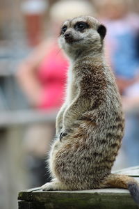 Meerkat