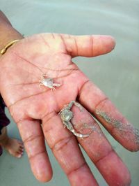 Close-up of hand holding leaf