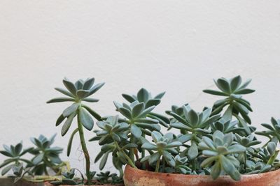 Close-up of potted plant against white wall