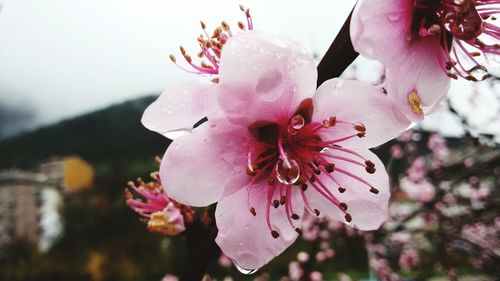 Close-up of pink flowers