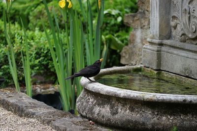 Bird perching on railing