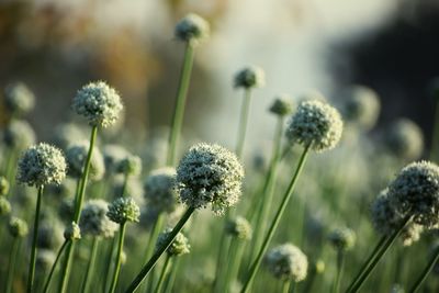 Close-up of flowers blooming outdoors