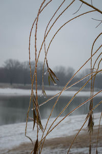 Close-up of plant against blurred background