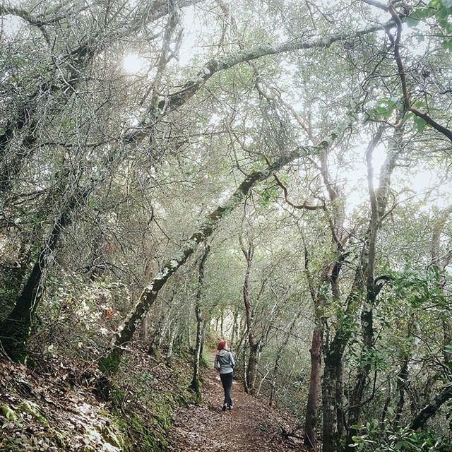 tree, rear view, leisure activity, lifestyles, full length, walking, men, forest, person, growth, nature, tranquility, branch, tranquil scene, beauty in nature, casual clothing, the way forward