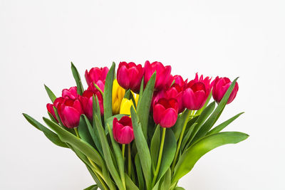 Close-up of multi colored flowers against white background