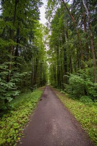 Road amidst trees in forest