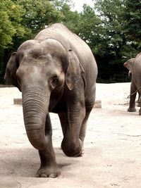 Elephant hagenbecks tierpark