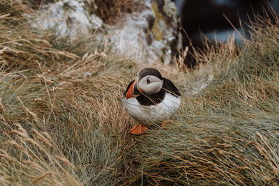 Close-up of bird perching on field