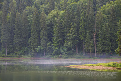 Scenic view of lake in forest