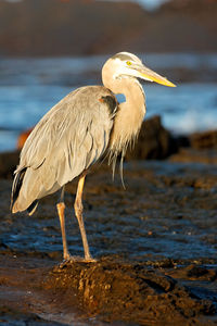 The great blue heron from island galapagos