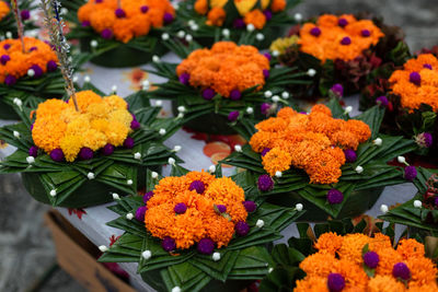 Close-up of orange flowers on plant