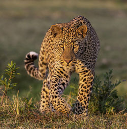 View of wild animal in sunlight