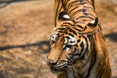 Tiger in the zoo is the best image. the tiger background. 