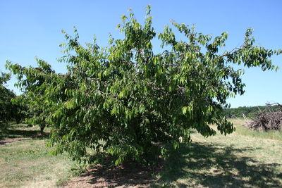 Trees on field against clear sky