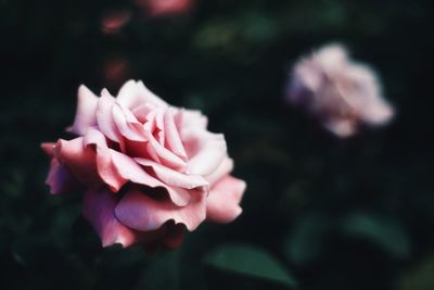 Close-up of pink flower blooming outdoors