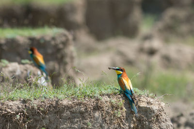 Close-up of bird perching on plant