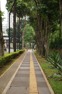 Empty road along trees in park