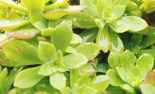 Close-up of wet plant