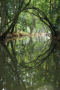 Trees in forest