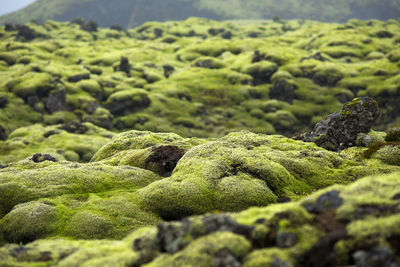 Eldhraun lava field, iceland