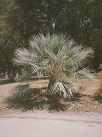 Trees growing outdoors