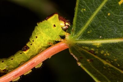 Close-up of insect on spider web