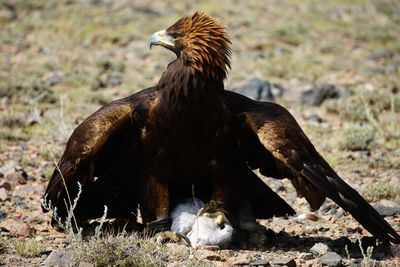 View of a bird on field