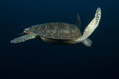 Turtle swimming in sea