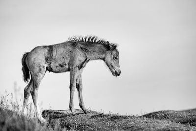 Horse on field against clear sky