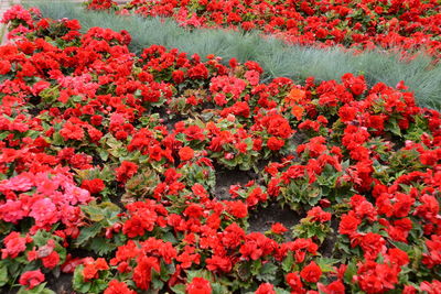 High angle view of red flowering plants