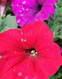 Close-up of pink hibiscus flower