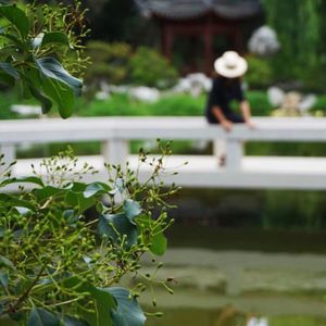 Woman with pink flowering plants