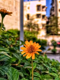 Close-up of yellow flowering plant