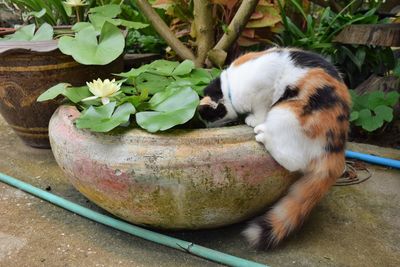 Close-up of a cat sleeping in potted plant