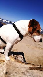 Side view of dog at beach