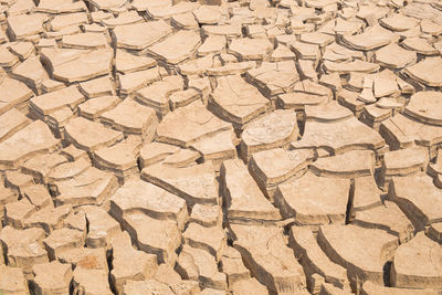 Global warming, died and cracked soil in arid season