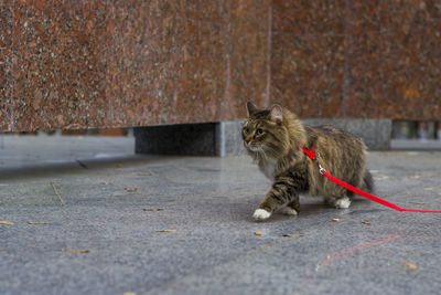 Cat walking on street