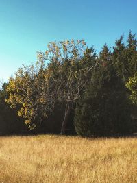 Scenic view of grassy field against sky