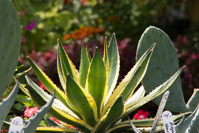 Close-up of succulent plant